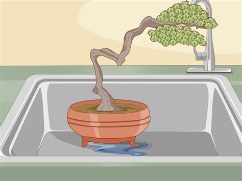 when to water bonsai tree